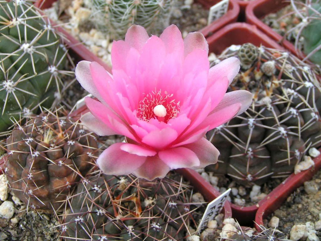 Gymnocalycium friedlii